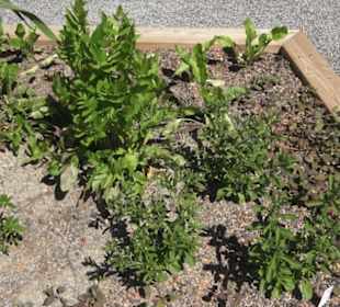 Botanischer Garten der Universität Zürich