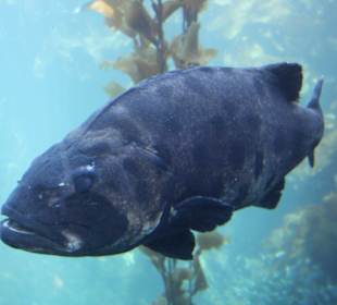 Monterey Bay Aquarium 