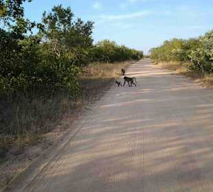 Krüger Nationalpark