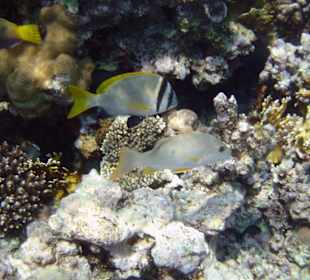 Zweibandbrasse und Einfleckschnapper