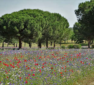 Blumenwiesen am Ufer des Lac de la Raho