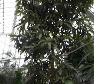 Tropicarium - Feuchte Tropen