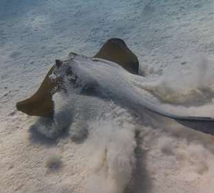 Rochenbesuch während der Delfintour - einmalig!