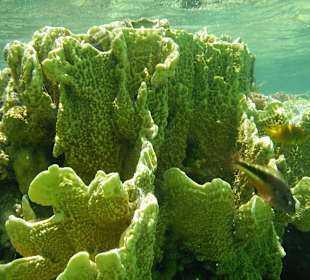 Three Corners Fayrouz Plaza Beach Resort