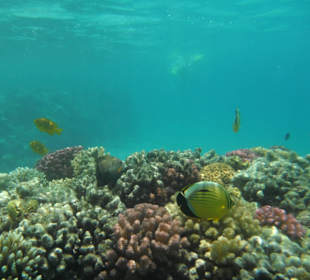 Unterwasserwelt im Nachbarhotel Arabesque