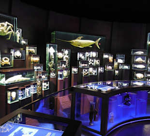 Interessante Exponate