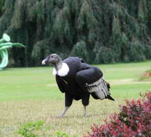Vogelpark Walsrode