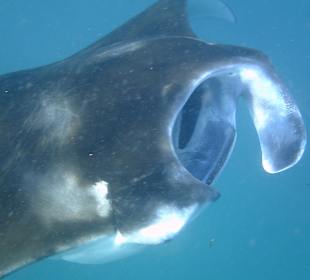 Manta