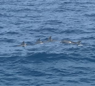 Delfin Tour Marsa Alam