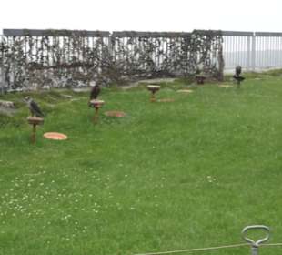 Burgruine Hohenneuffen