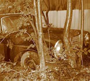 Oldtimer auf Historischem Autofriedhof in Kaufdorf