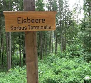 Waldlehrpfad in Tieringen