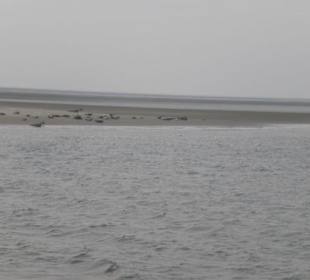 Seehundbank Tegeler Plate