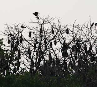 Bootsrundfahrt Lagune Negombo