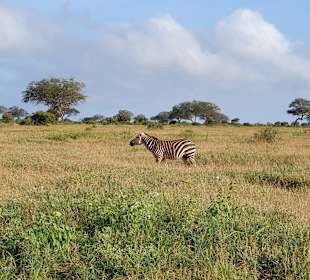 Tsavo Ost und West Safari