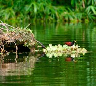 Vogelwelt in den Tortuguero-Kanälen
