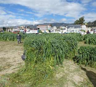 Tierfutter kann man auch kaufen