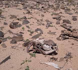 Auch ein Ziegenfriedhof gibt es hier