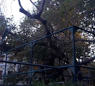 Altstadt Kos Stadt