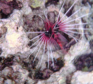 Stachelfisch im Hausriff Tulip Resort