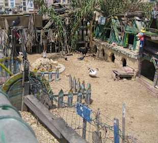 Duck's Village