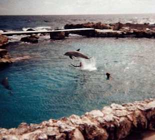 Delfines entrenados seaquarium