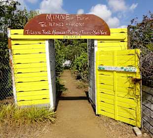 Zugang zu Mimi´s Eco Farm