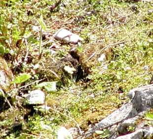 Kärlinger-Haus Watzmann Aufstieg