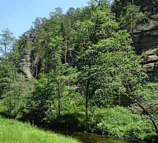 Kirnitzschtalbahn