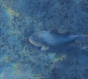 Schnorcheln Abu Dabbab