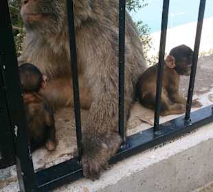 Gibraltar - enklawa brytyjska