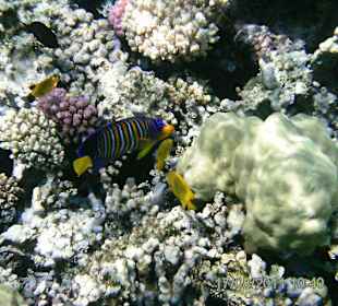 Fisch beim Ausflug an anderen Riffen geknipst