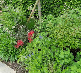 Sehr viele Sträucher