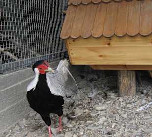 Кастальская купель