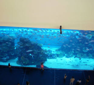 Aquarium w Centrum handlowym 
