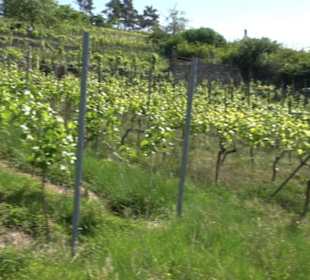 Weinlehrpfad Wurmlingen