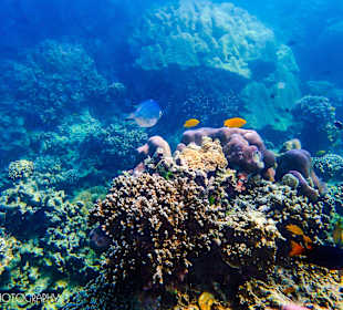 Under the Sea