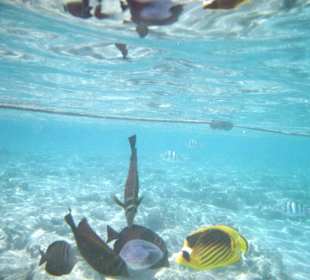 Schnorcheln in Sharm El Naga