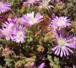 Impressionen aus dem Botanischen Garten Cagliari