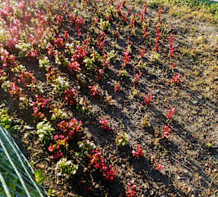 Universitätsbibliothek Warschau
