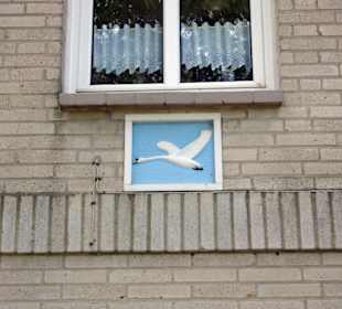 Schwan im Landeanflug