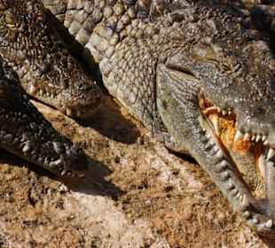 Crocoparc