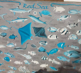 Identifizierung der Fischarten  