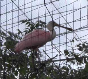 Vogelfreifluggelände