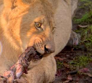 Löwin beim Frühstück