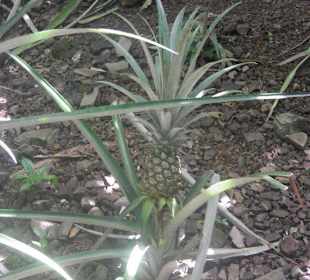 Ananas Pflanze