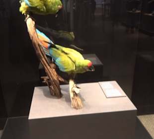 Museum für Naturkunde