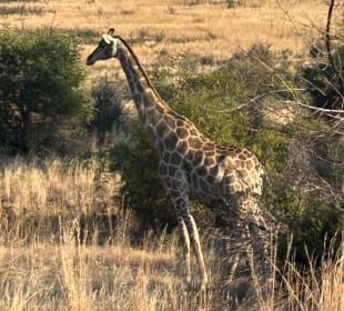 Pilanesberg Nationalpark