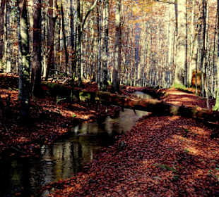 Ein Bach durchzieht den Wald