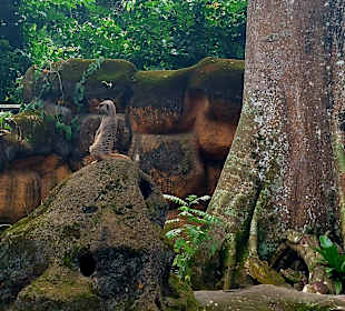 Singapur Zoo